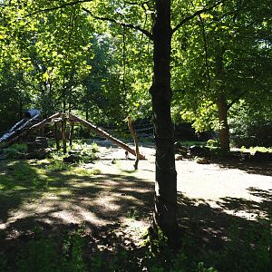 Chacoan peccary, White-nosed coati and Ring-tailed coati exhibit, 2020-07-21