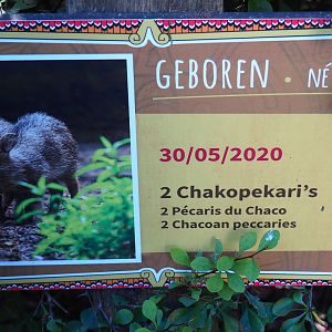 Birth sign Chacoan peccary piglets, 2020-07-21