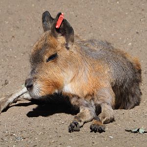 Patagonian mara (Dolichotis patagonum), 2020-07-21