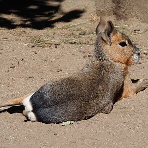 Patagonian mara (Dolichotis patagonum), 2020-07-21