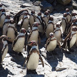 Humboldt penguin colony (Spheniscus humboldti), 2020-07-21