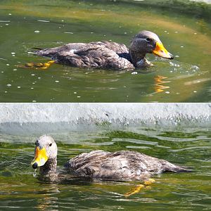 Swimming Magellanic flightless steamer duck (Tachyeres pteneres), 2020-07-21