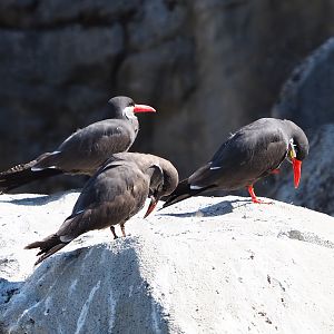 Inca terns (Larosterna inca), 2020-07-21