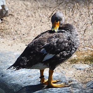 Preening Magellanic flightless steamer duck (Tachyeres pteneres), 2020-07-21