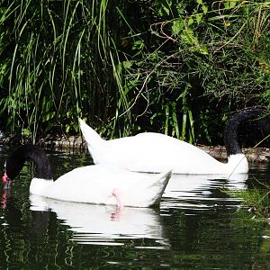 Black-necked swans (Cygnus melancoryphus), 2020-07-21