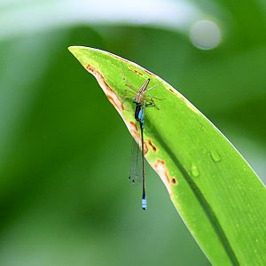 Predator and Prey - Lynx Spider and Damselfly