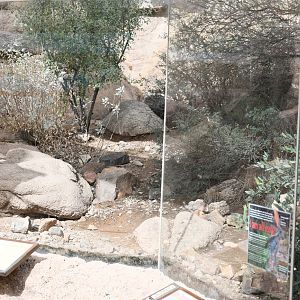 antelope jackrabbit exhibit