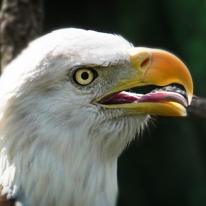 Oct. 2020 - Florida - Southern Bald Eagle