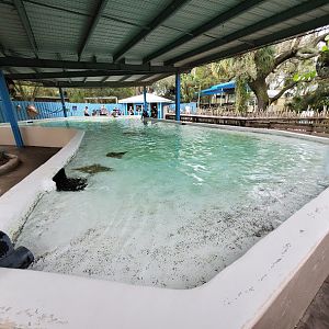 Oct. 2020 - Florida - Stingray Bay (Cownose, Atlantic, Southern)