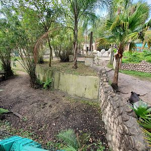 Oct. 2020 - Asian Gardens - Pig + Malayan Tapir Exhibit