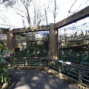 Oct. 2020 - Asian Gardens - Clouded Leopard Exhibit