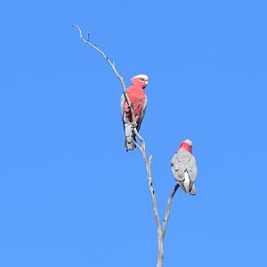 Galahs