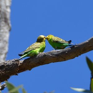 Budgerigars