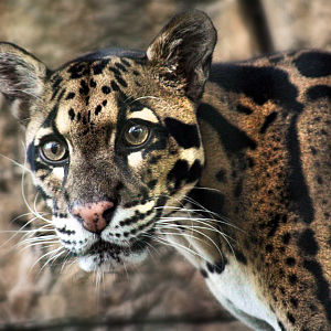 Oct. 2020 - Asian Gardens - Clouded Leopard