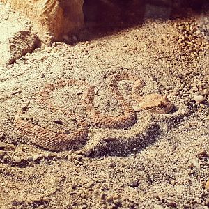 Arabian Horn Viper - Cerastes gasperettii