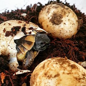 Hermann's Tortoise - Testudo hermanni