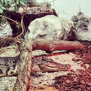 Siamese crocodile - Crocodylus siamensis