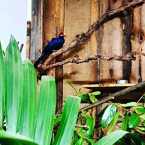 Violet Turaco - Musophaga violacea