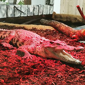 Siamese Crocodile - Crocodylus siamensis