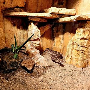 Western Diamondback Rattlesnake