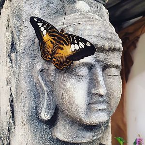 Crocodile Forest || South-East Asia