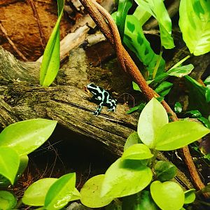Green-and-black Poison Dart Frog - Dendrobates auratus