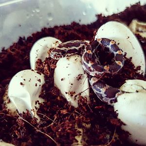 Corn Snake - Pantherophis guttatus