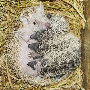 Lesser Hedgehog Tenrec - Echinops telfairi