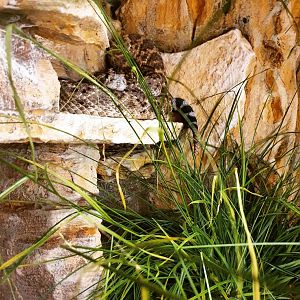 Diamondback Rattlesnake - Crotalus atrox