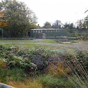 Giraffe enclosure 181020