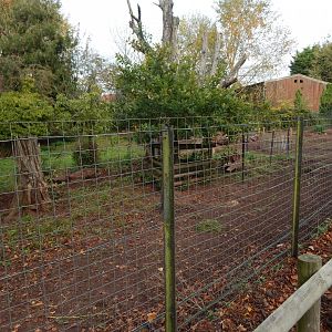 Red river hog enclosure 181020