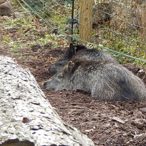Collared peccaries 181020