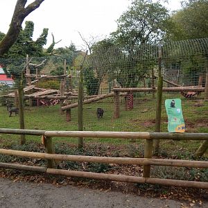Mandrill enclosure 181020