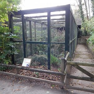 Aviary example 181020