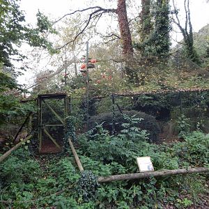 Scarlet ibis aviary 181020