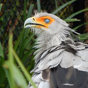 Secretary bird 181020