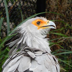 Secretary bird 181020