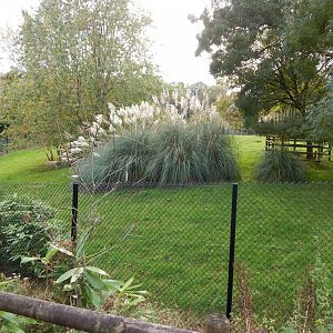 Eastern bongo enclosure 181020