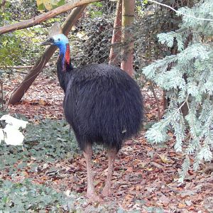 Southern cassowary 181020