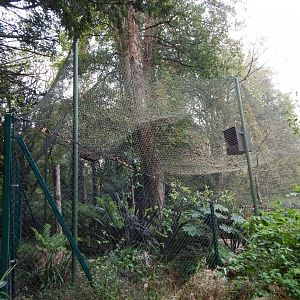 Ural owl aviary 181020