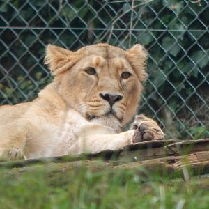 Asiatic lion 181020