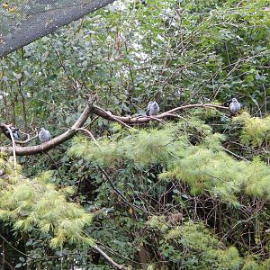 Brookside Aviary - Speckled pigeons 181020