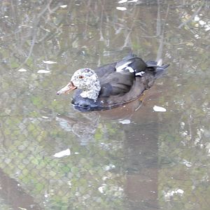Brookside Aviary - White-winged duck 181020
