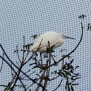 Brookside Aviary - Little egret 181020