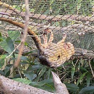 Pygmy marmoset 181020