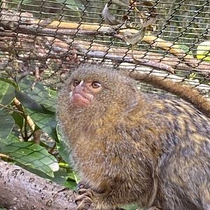 Pygmy marmoset 181020