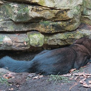 Minnesota Trail - Fisher