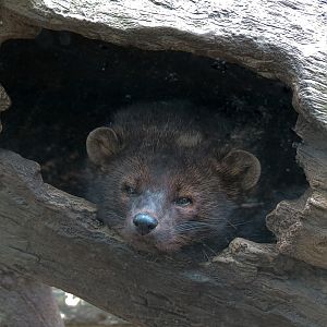 Minnesota Trail - Fisher