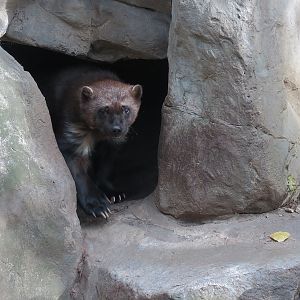 Minnesota Trail - Wolverine