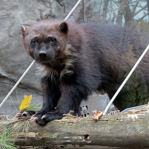 Minnesota Trail - Wolverine